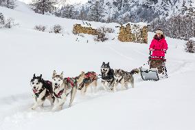 Illustration - Sled Dogs