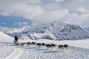 Illustration - Sled Dogs