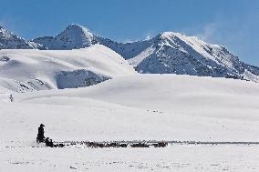 Illustration - Sled Dogs