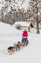 Illustration - Sled Dogs