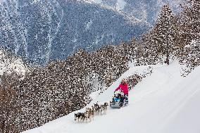 Illustration - Sled Dogs