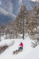 Illustration - Sled Dogs