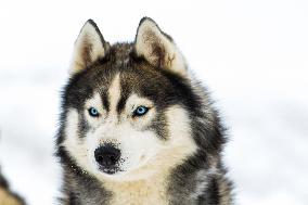 Illustration - Sled Dogs