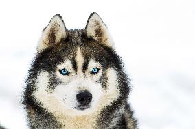 Illustration - Sled Dogs