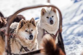 Illustration - Sled Dogs