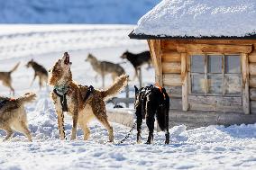 Illustration - Sled Dogs