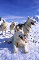 Illustration - Sled Dogs