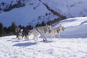 Illustration - Sled Dogs