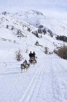 Illustration - Sled Dogs