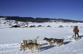 Illustration - Sled Dogs
