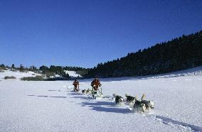 Illustration - Sled Dogs