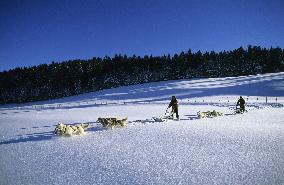 Illustration - Sled Dogs