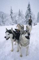 Illustration - Sled Dogs