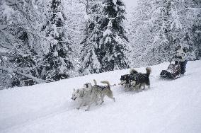 Illustration - Sled Dogs