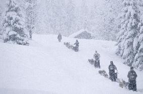 Illustration - Sled Dogs