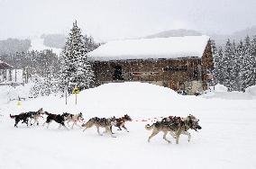 Illustration - Sled Dogs