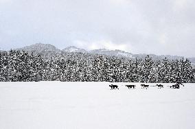 Illustration - Sled Dogs