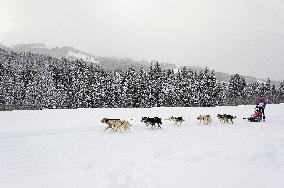 Illustration - Sled Dogs