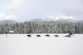 Illustration - Sled Dogs