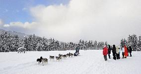 Illustration - Sled Dogs