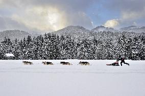 Illustration - Sled Dogs