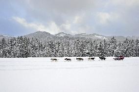 Illustration - Sled Dogs