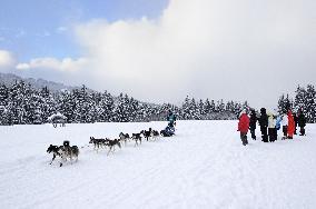Illustration - Sled Dogs