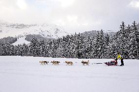 Illustration - Sled Dogs