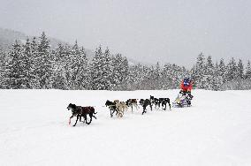 Illustration - Sled Dogs