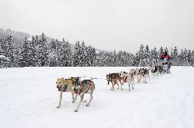 Illustration - Sled Dogs