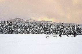 Illustration - Sled Dogs