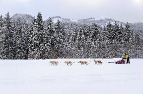 Illustration - Sled Dogs