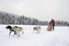 Illustration - Sled Dogs