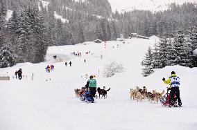 Illustration - Sled Dogs