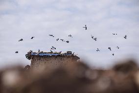 The Ancient Guardians of Bakhazner - Iraq