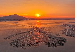 Tidal Tree Landscape