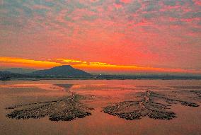 Tidal Tree Landscape