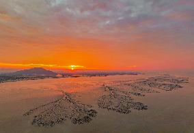 Tidal Tree Landscape