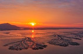 Tidal Tree Landscape