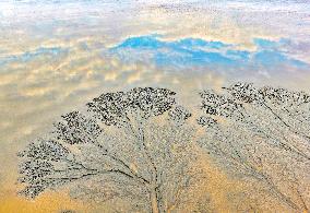 Tidal Tree Landscape