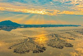 Tidal Tree Landscape