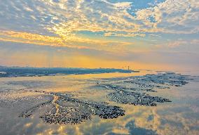 Tidal Tree Landscape