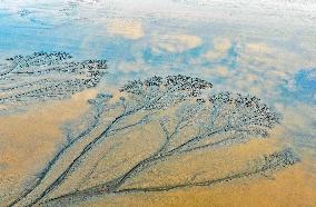 Tidal Tree Landscape