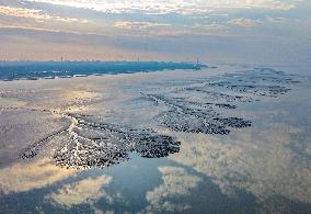 Tidal Tree Landscape