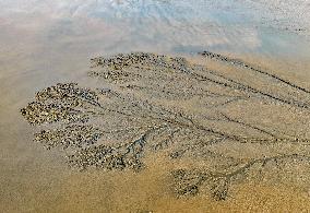 Tidal Tree Landscape