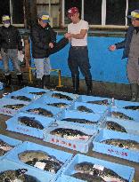 Year's 1st pufferfish auction in western Japan