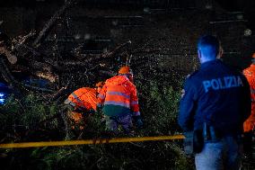 Tree Collapses Near Colosseum Due to Bad Weather - Rome