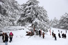 Snowfall in Chrea Mountains - Algeria