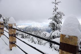 Snowfall in Chrea Mountains - Algeria