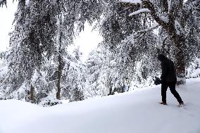 Snowfall in Chrea Mountains - Algeria